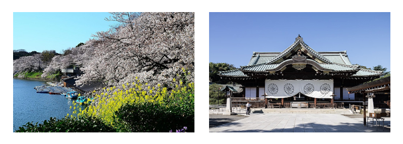 千鳥ヶ淵公園の桜と靖国神社