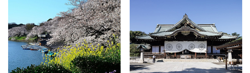 千鳥ヶ淵公園の桜と靖国神社